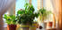 Top 15 Indoor Flowering Plants That Will Brighten Your Home 